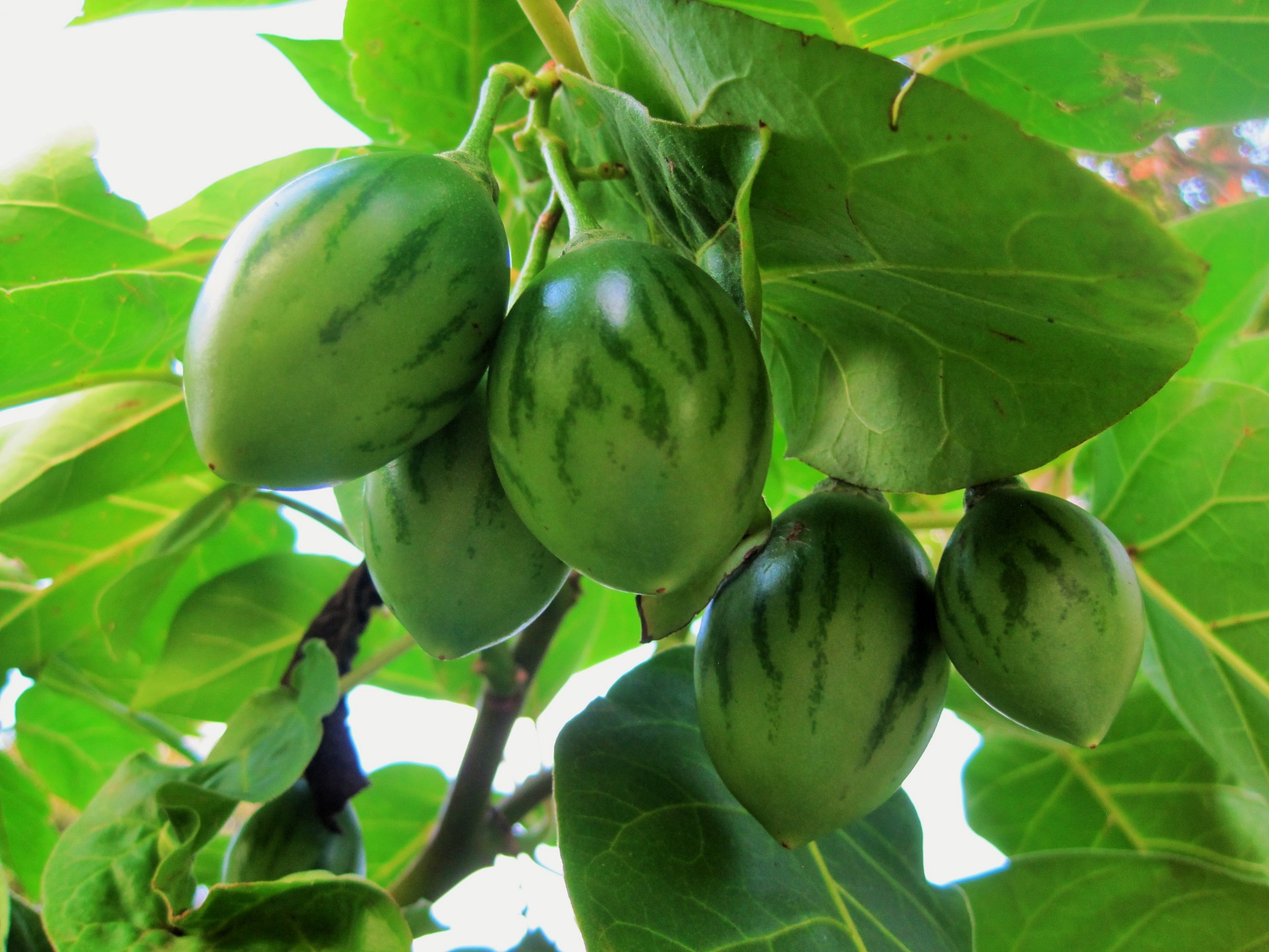 fruit green streaked free photo