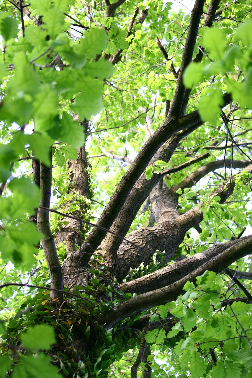 tree top leaves forest free photo