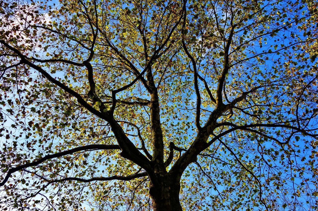 tree top tree branch free photo