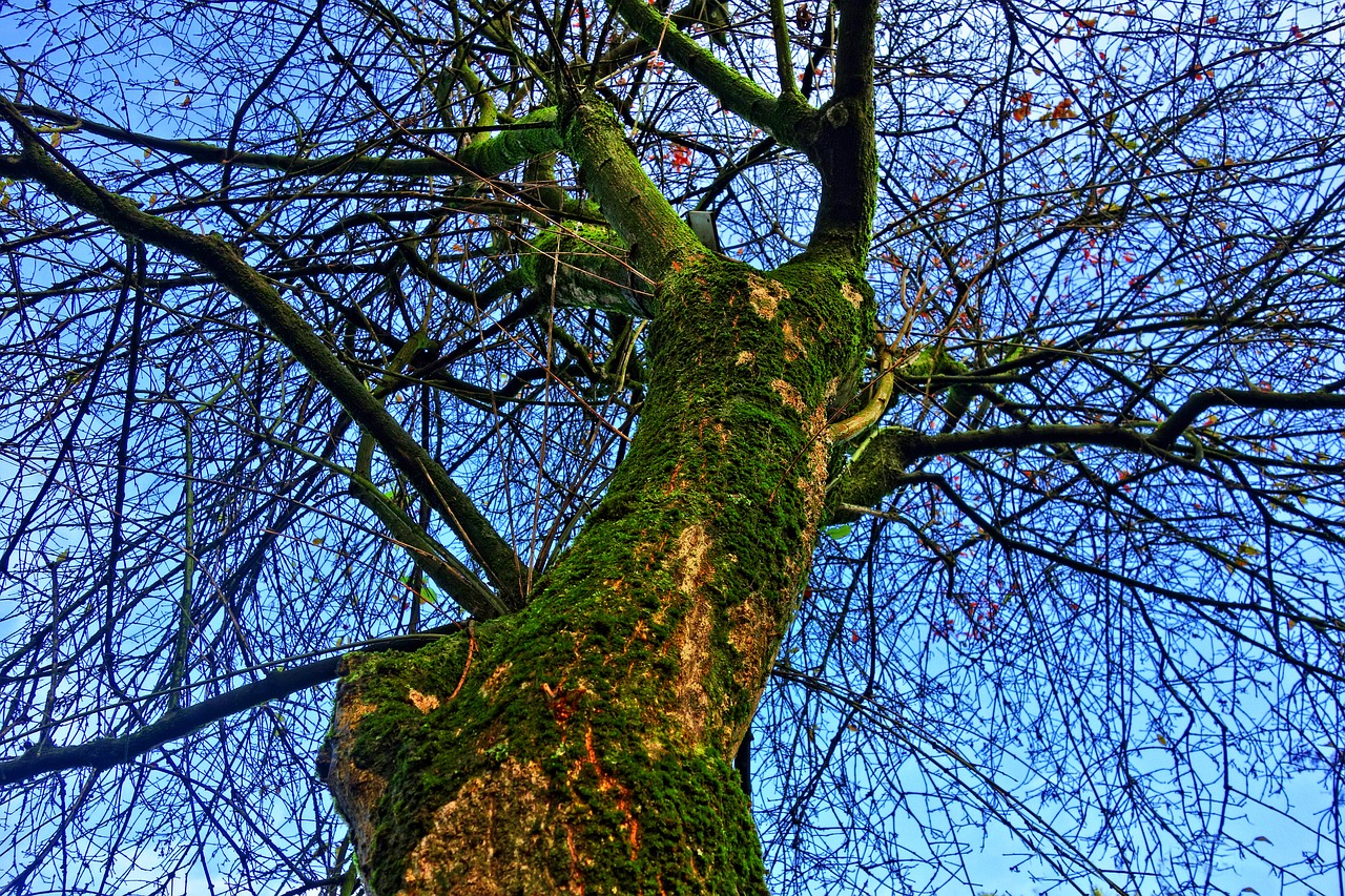 Topping tree. Ствол дерева. Ствол дерева сверху. Открытый ствол\ дерева. Двойная вершина у дерева.