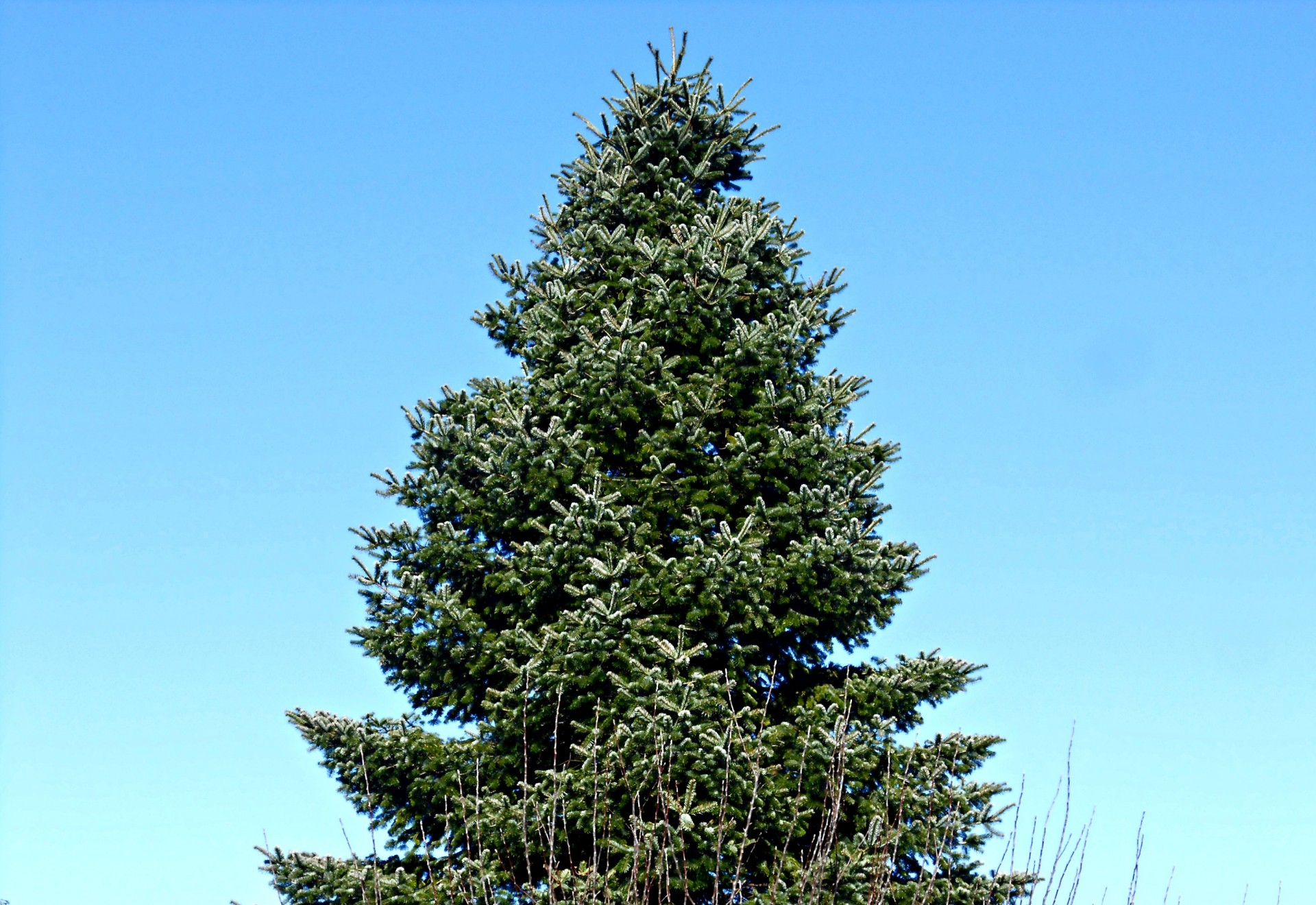 tree sky triangle free photo