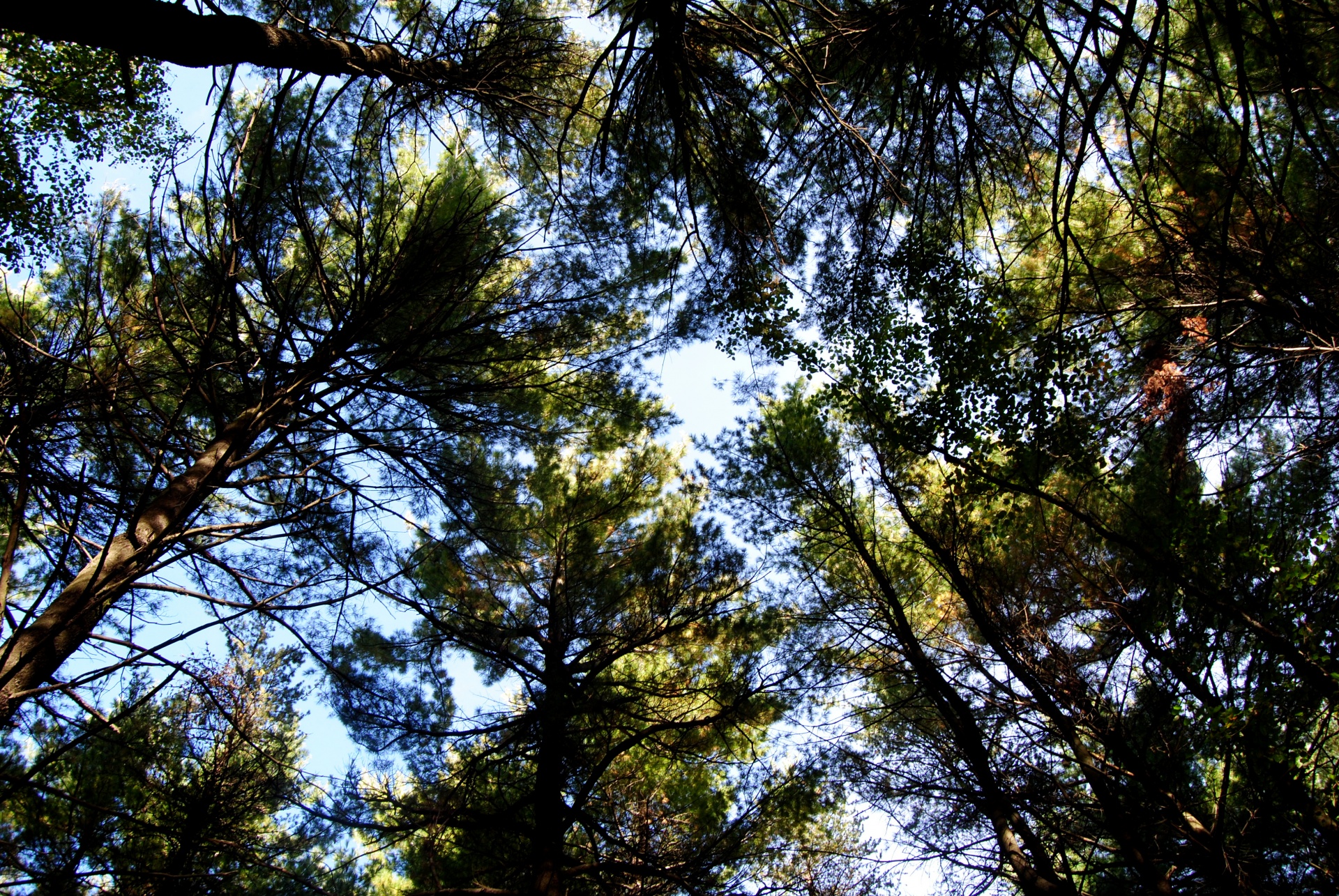 trees tree top autumn free photo