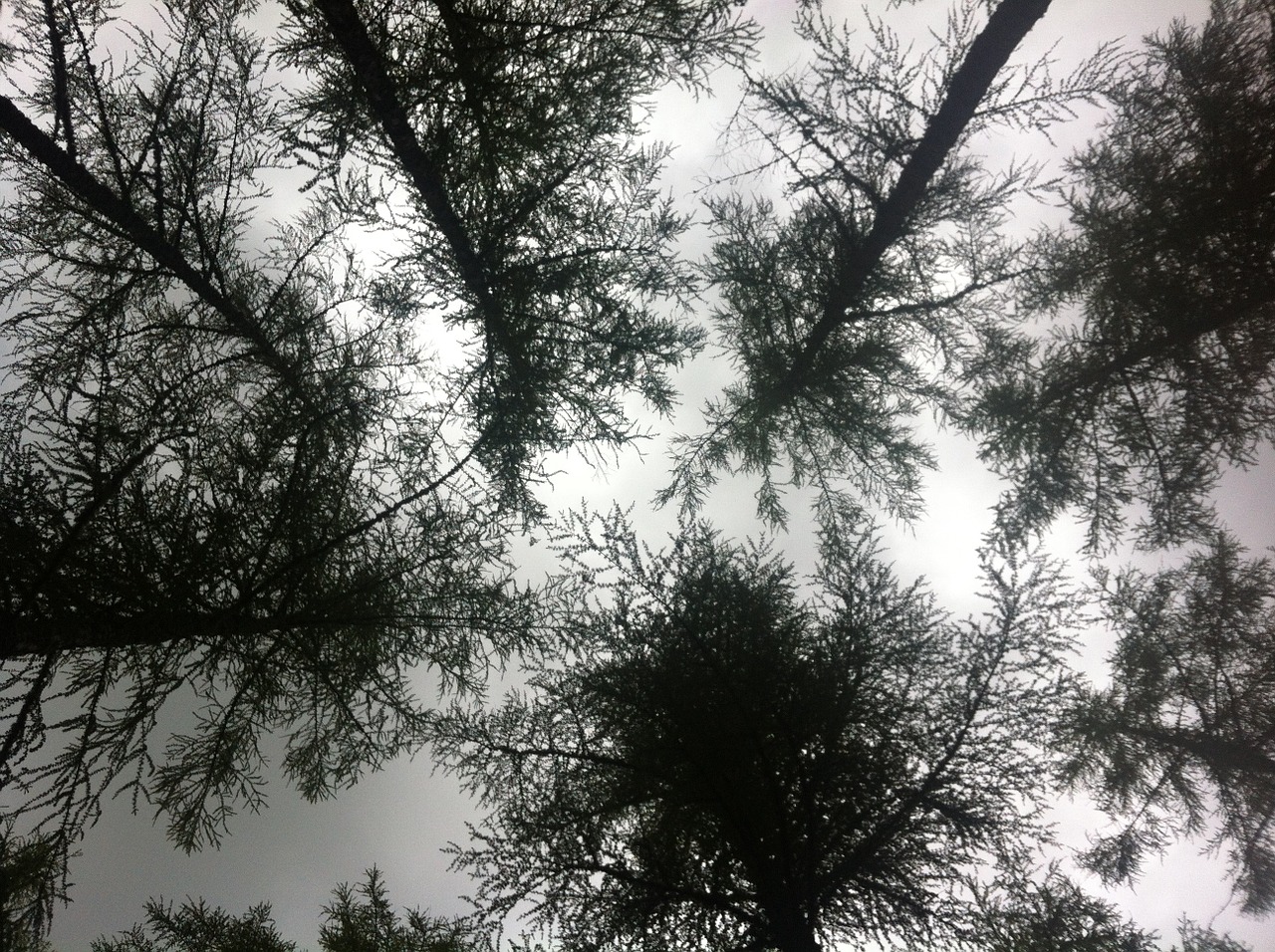 tree tops unusual perspective free photo