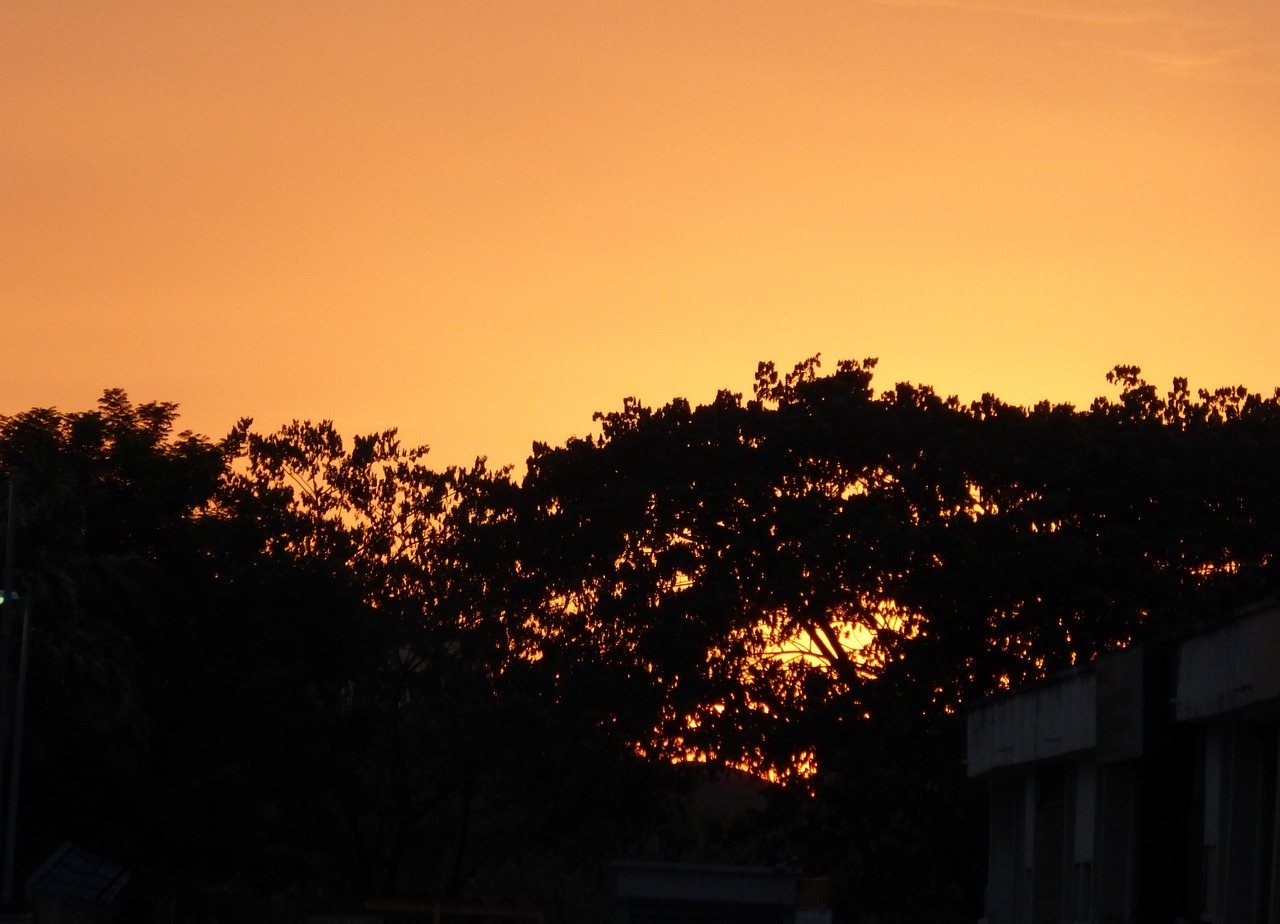 tree tops evening sunset free photo