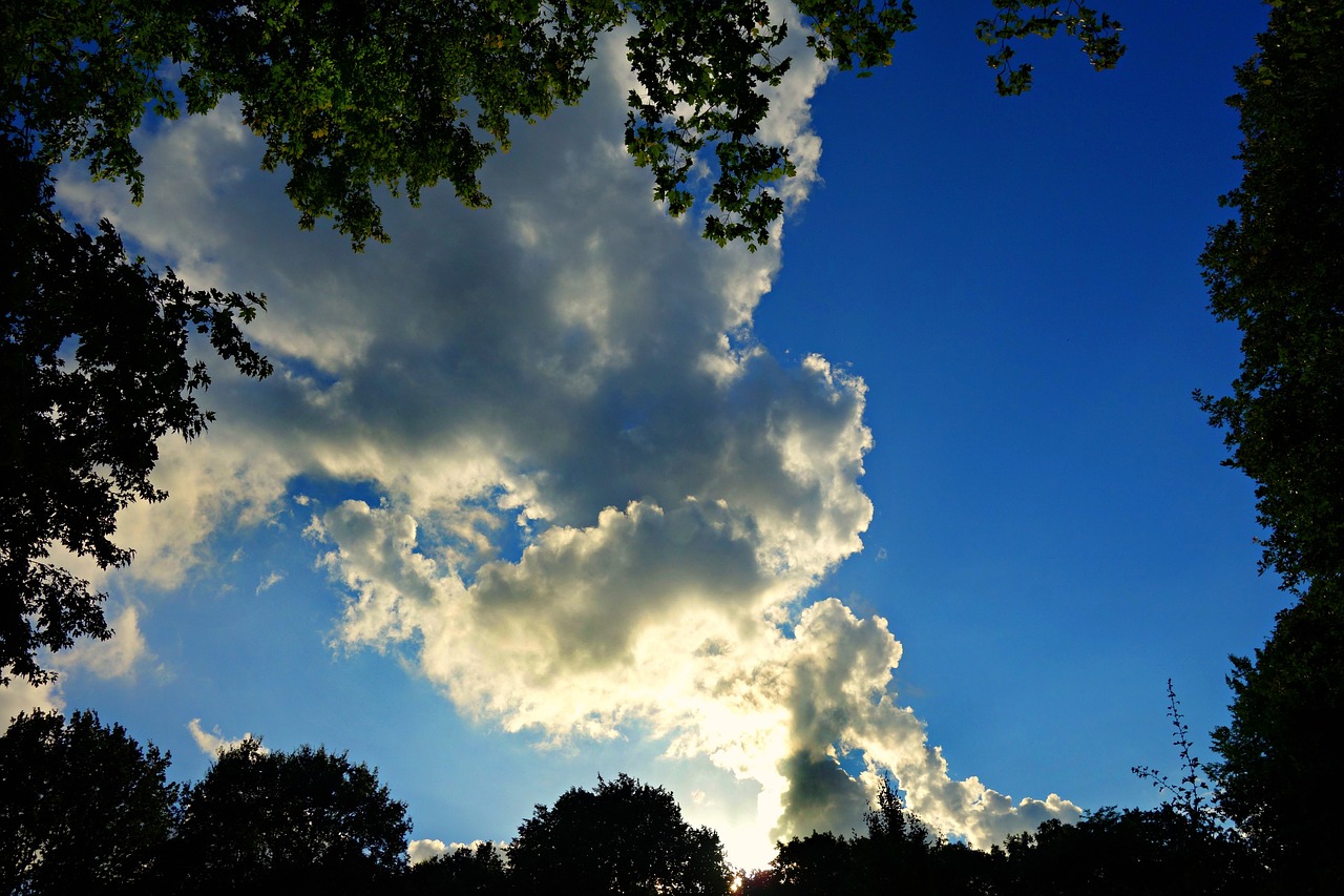 tree tops sky clouds free photo