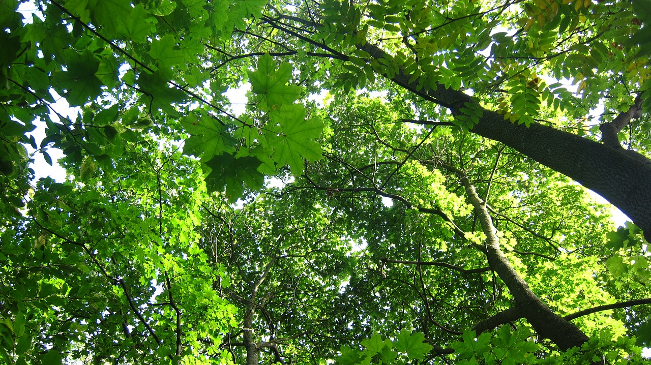 tree-tops deciduous trees greenery free photo