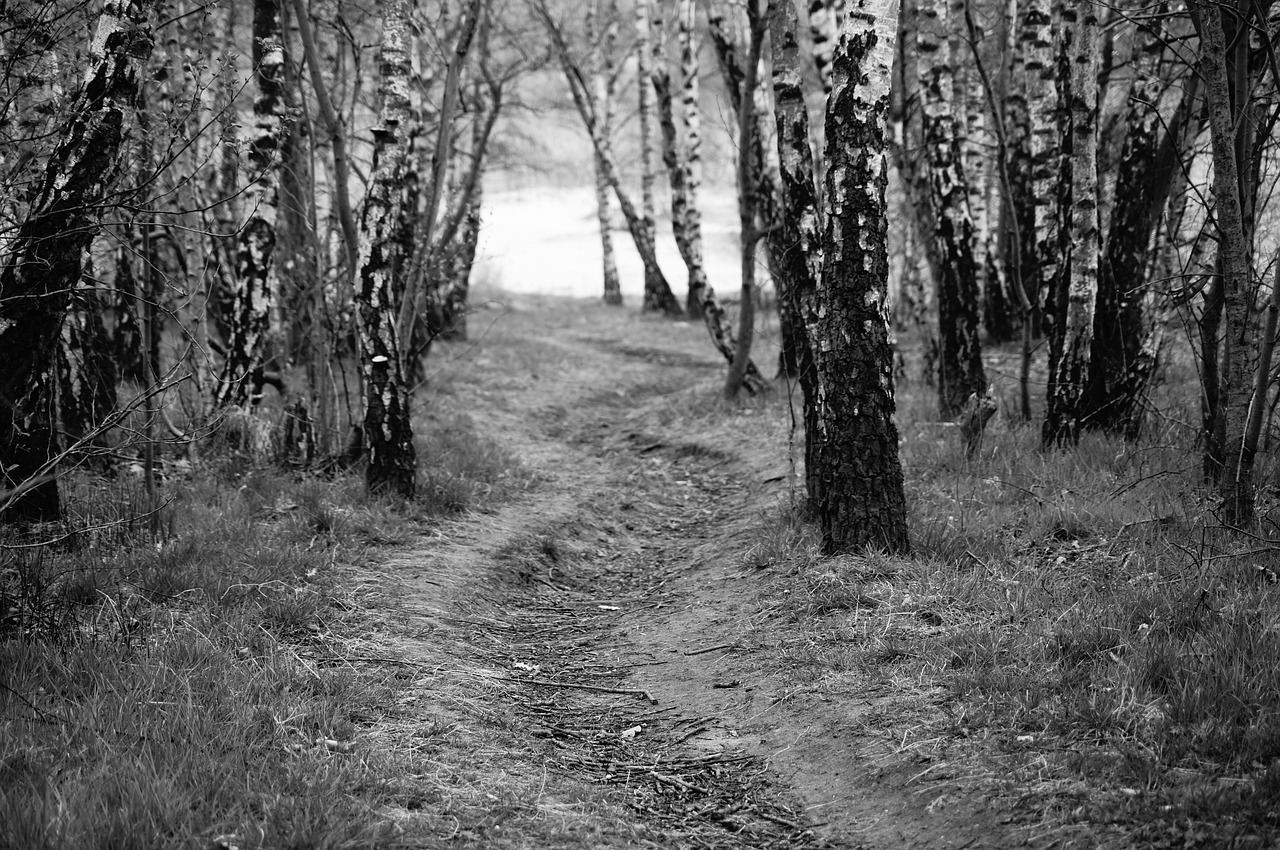 tree trees  away  birch birch free photo