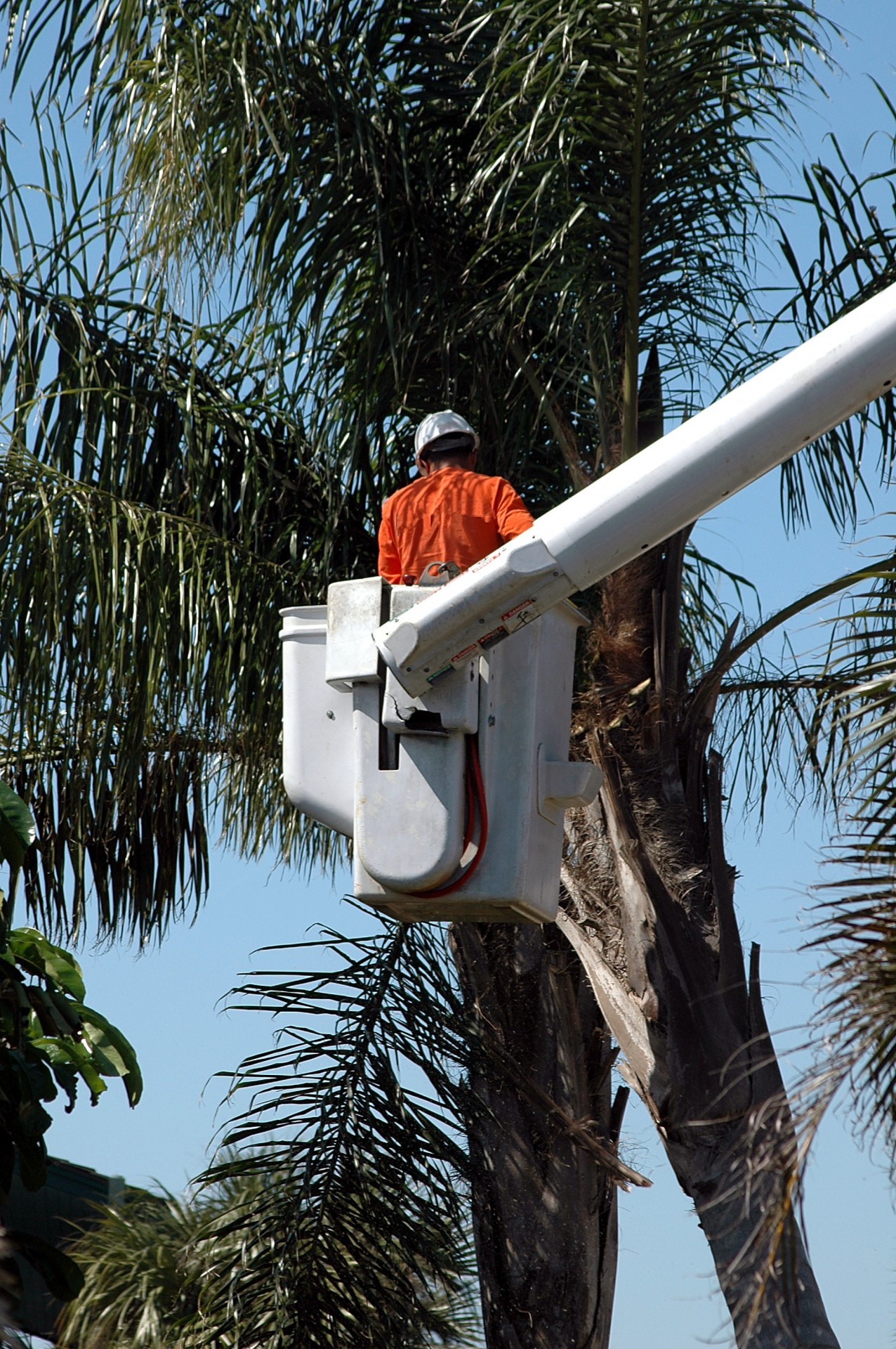 tree trimmer florida palm trees free photo