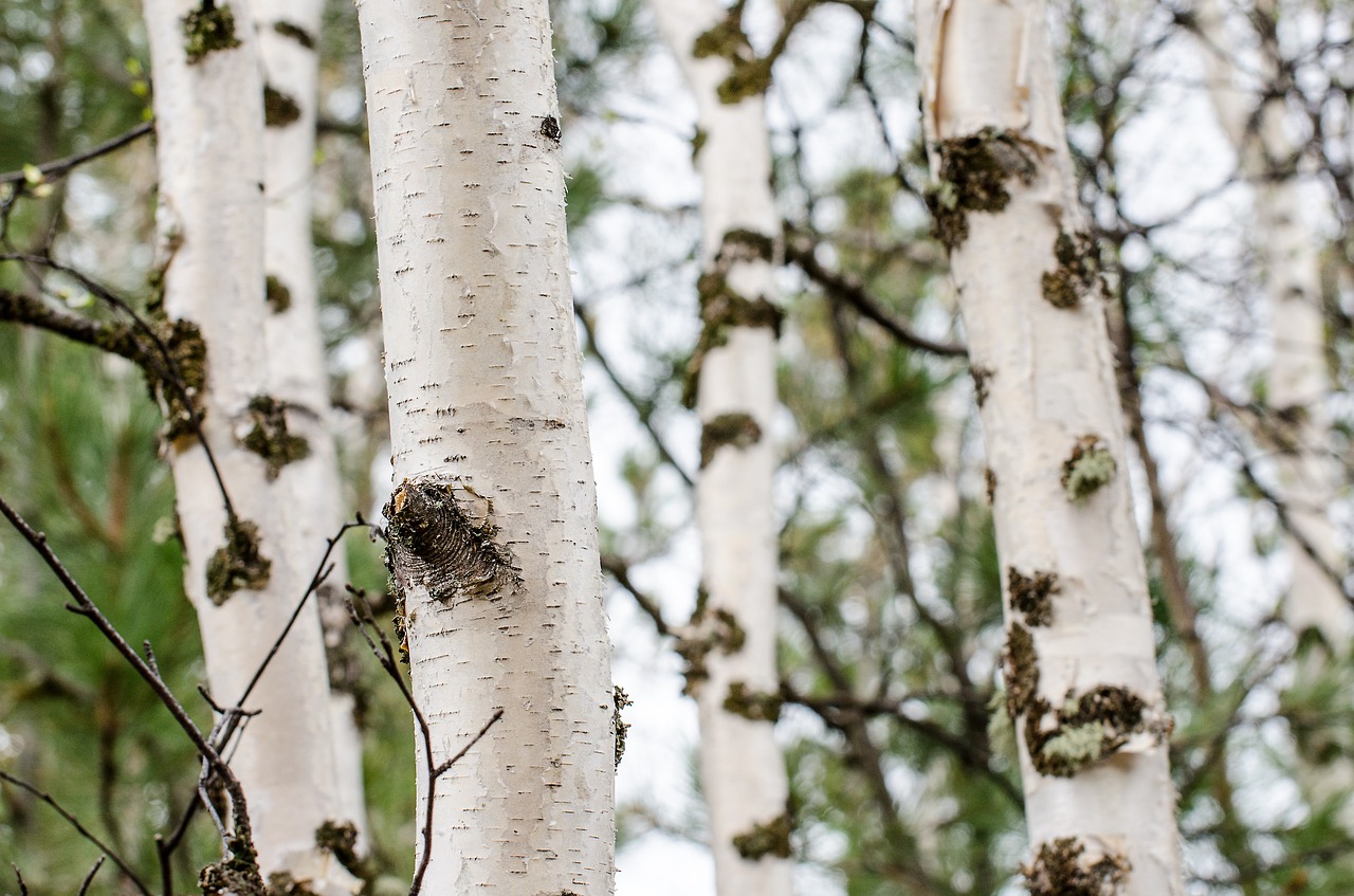 tree trunk moss trees free photo