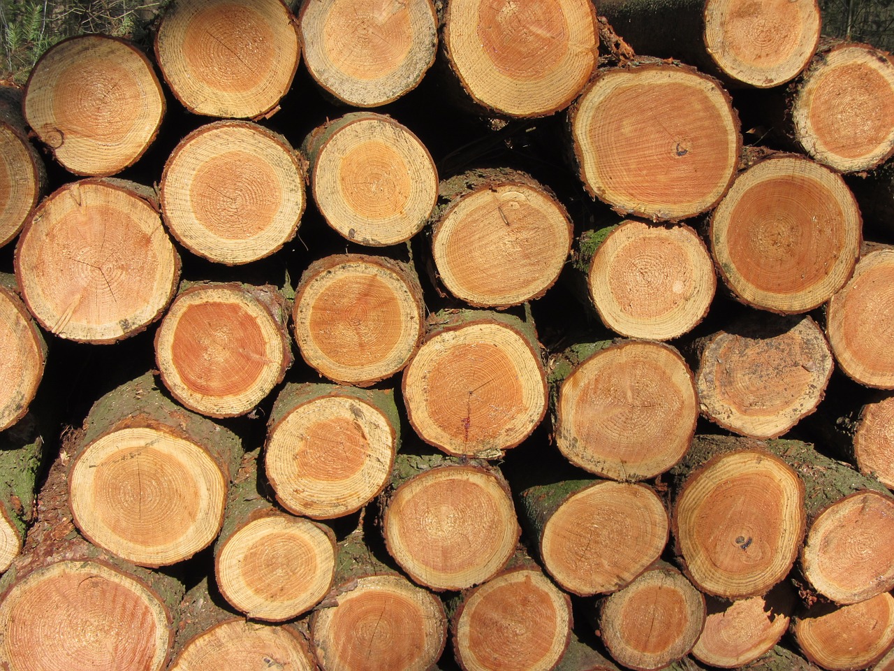tree trunk wood pile tribe free photo