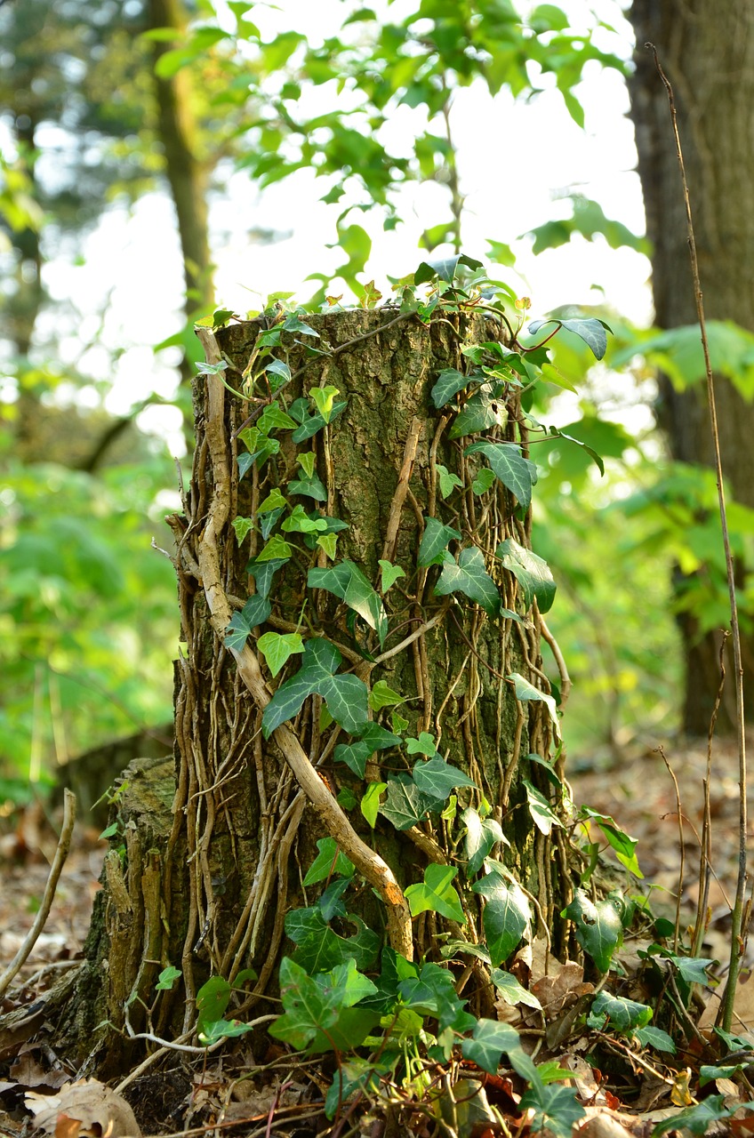 tree-trunk vines leaf free photo