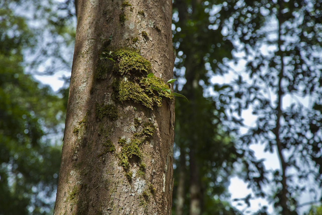 tree trunk moss forest free photo