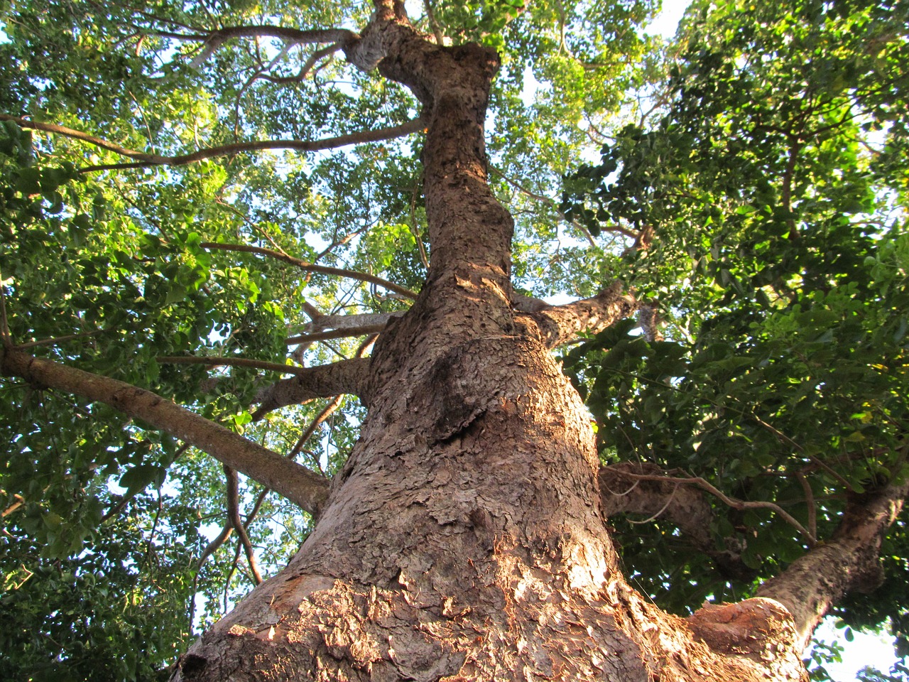 tree trunk nature forest free photo