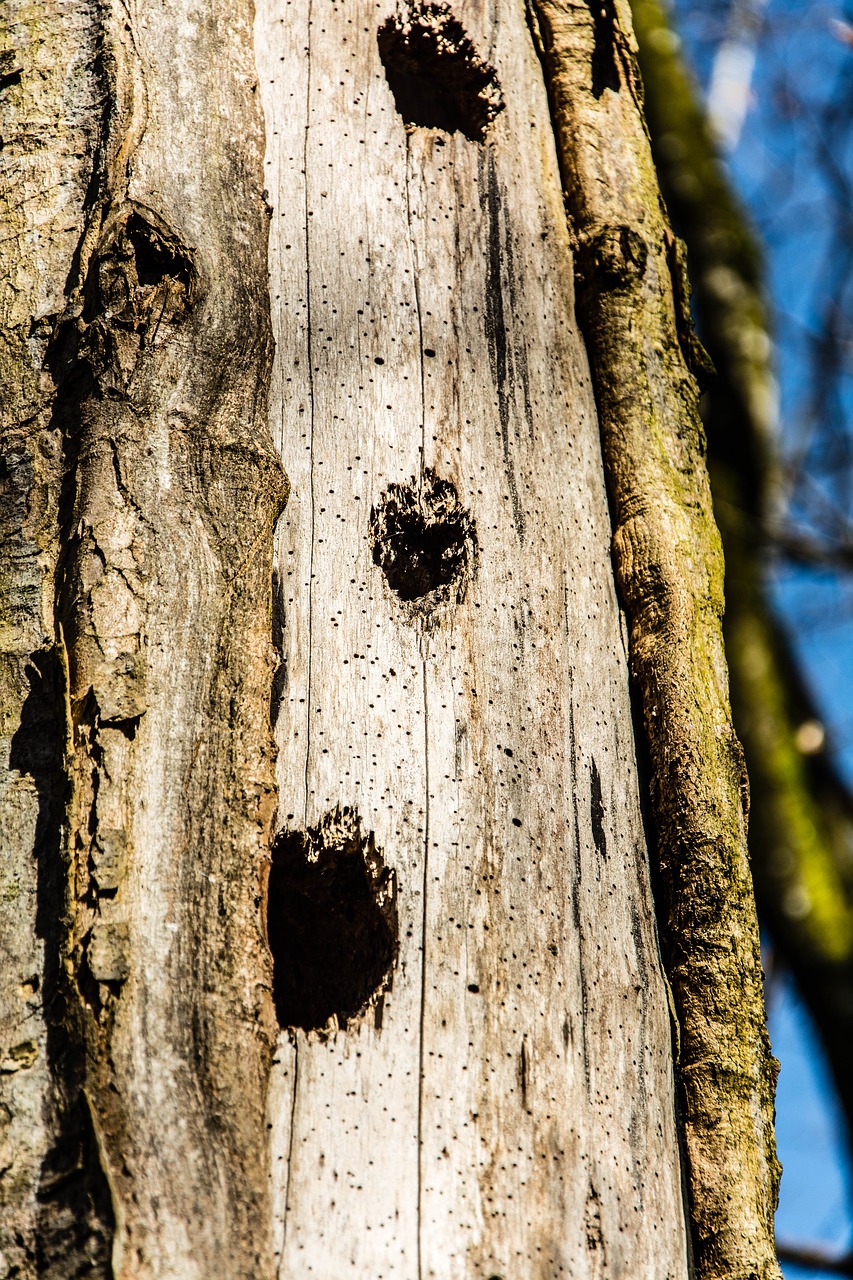 tree trunk tree forest free photo