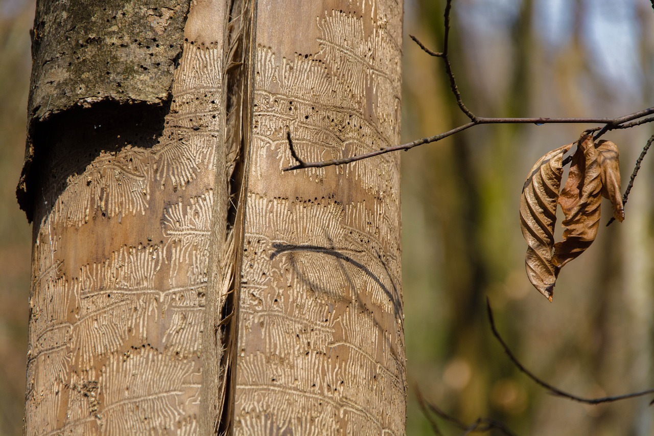 tree trunk bark forest free photo