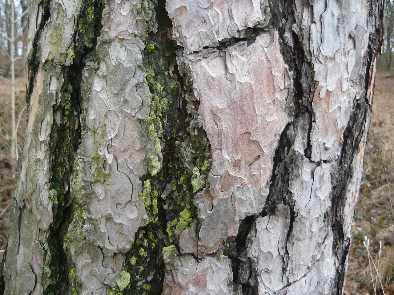 tree trunk moss bark free photo