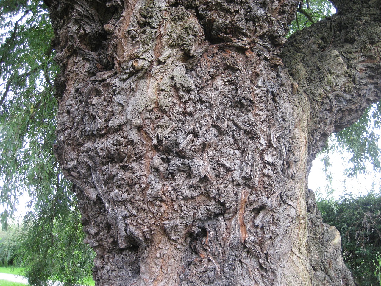 tree trunk bark texture free photo