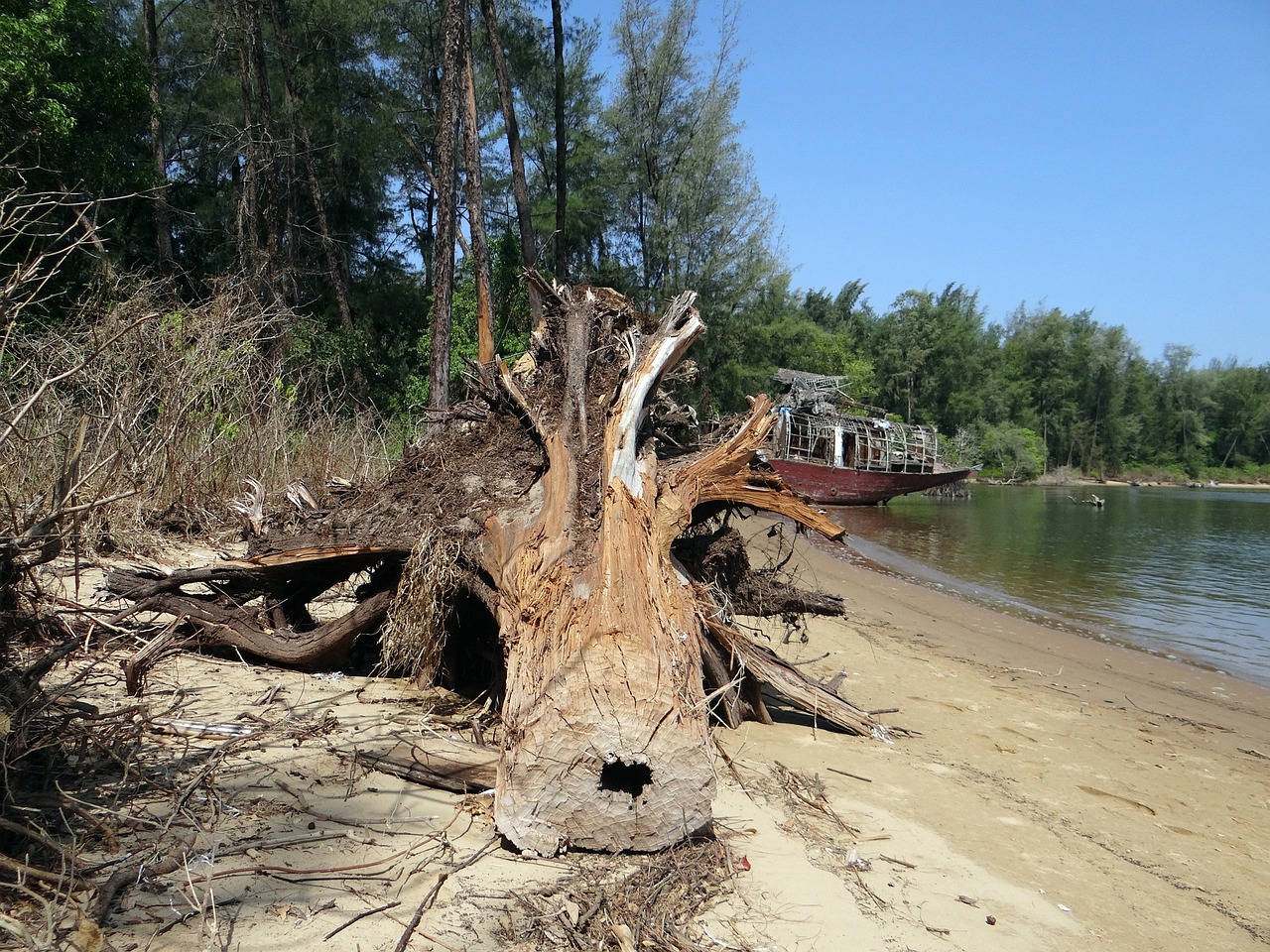 tree trunk fallen estuary free photo