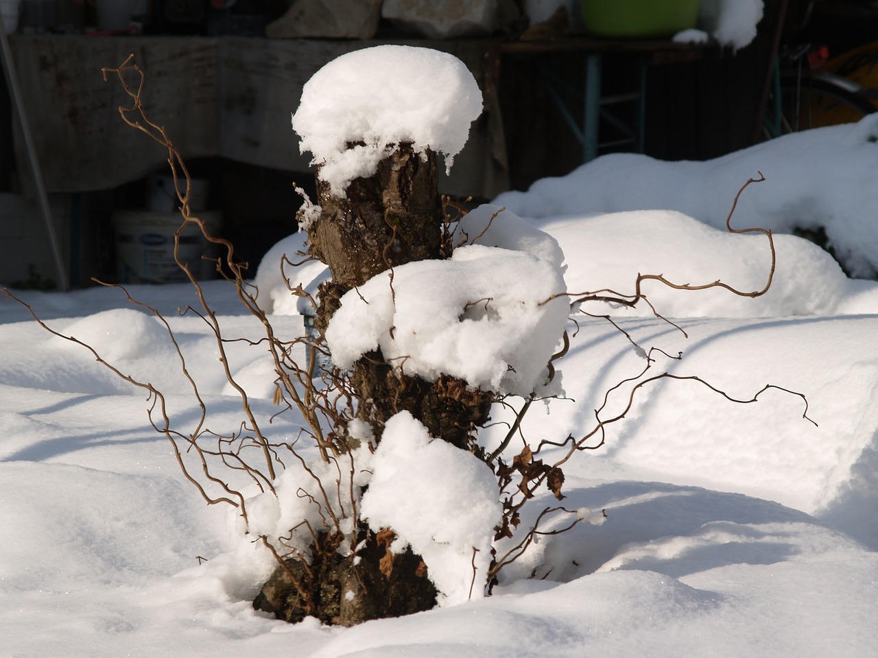 tree trunk snow winter free photo