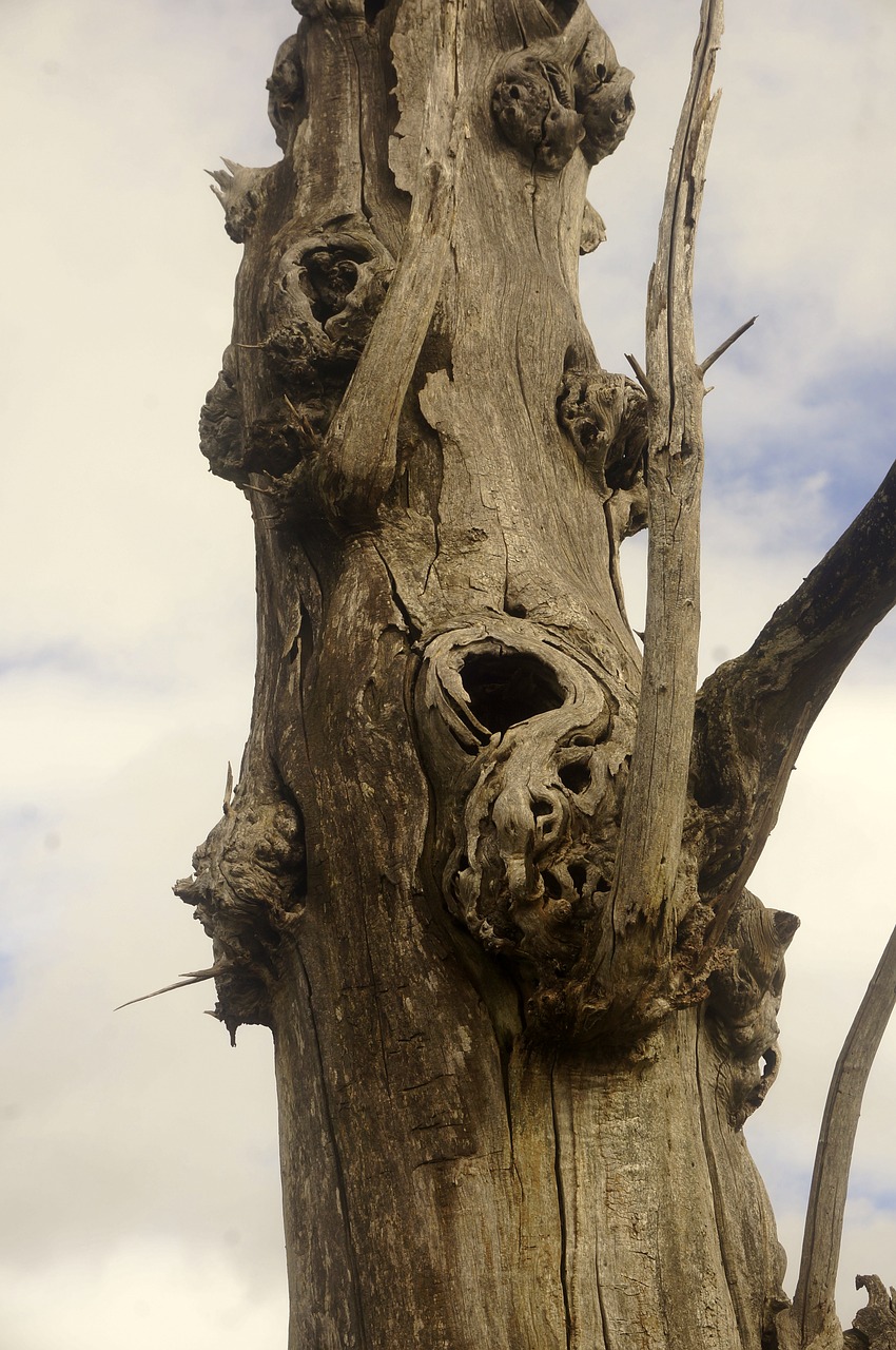 tree trunk dry deadwood free photo