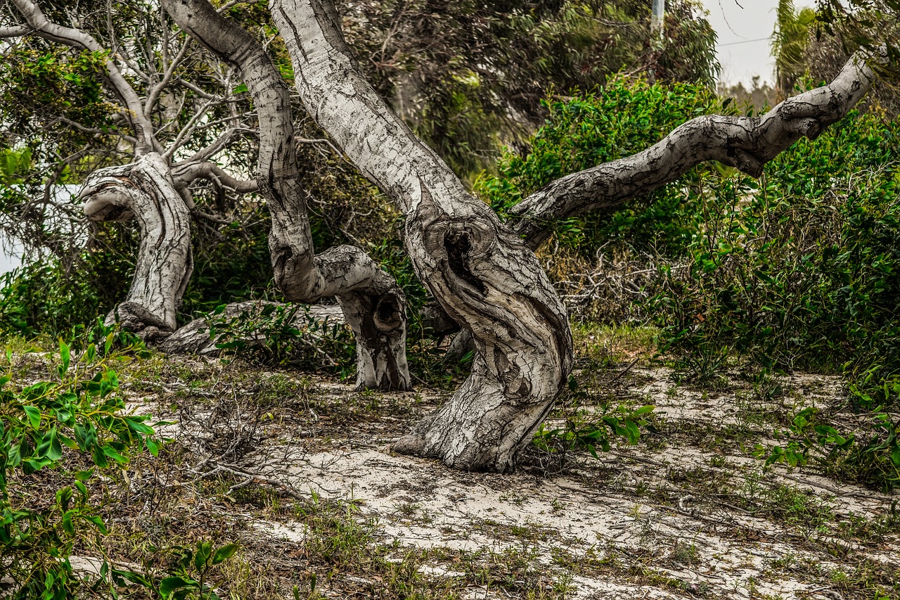 tree trunk bole dried free photo