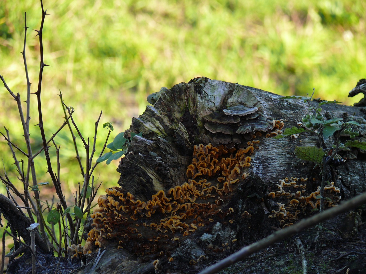 tree trunk  mushroom  agaric free photo