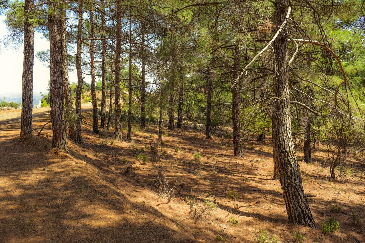 tree trunk  forest  trees free photo