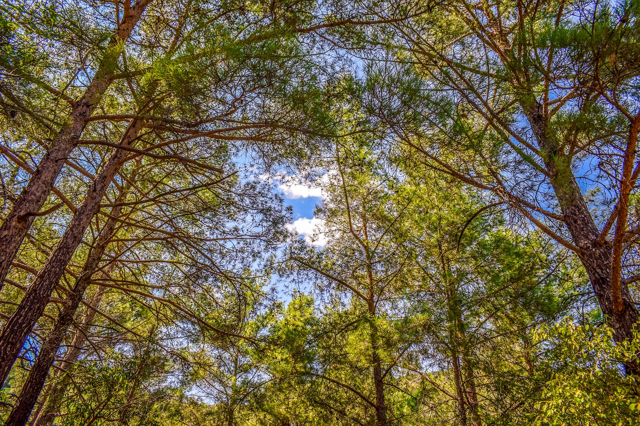 tree trunk  forest  trees free photo