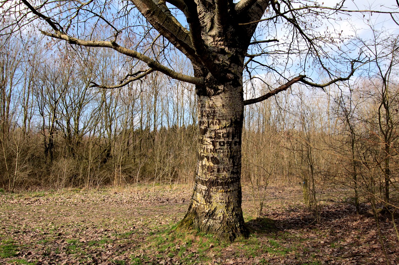 tree trunk  nature  bomenpraat free photo