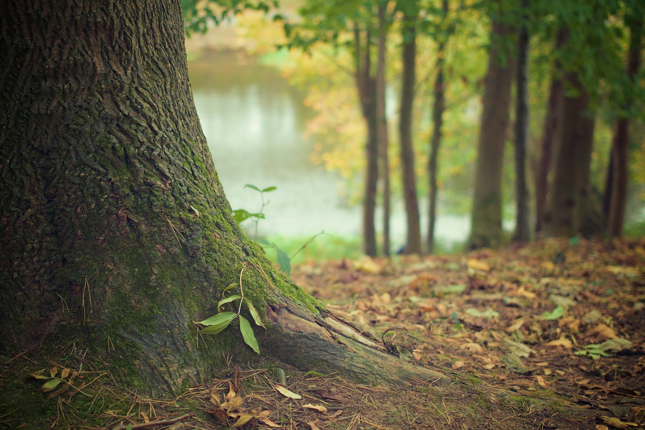 tree trunk forest floor trunk free photo