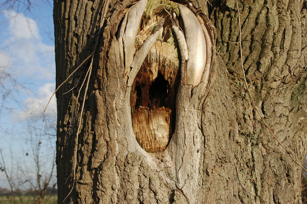 tree trunk bark tree free photo