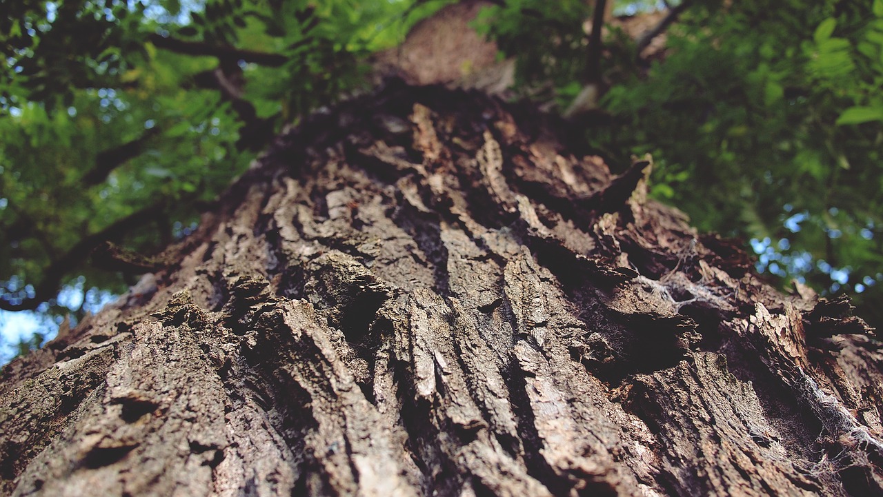 tree trunk bark nature free photo