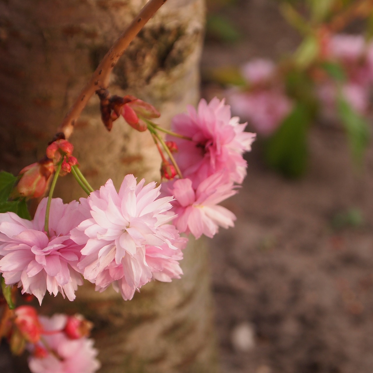 tree trunk blossom pink free photo