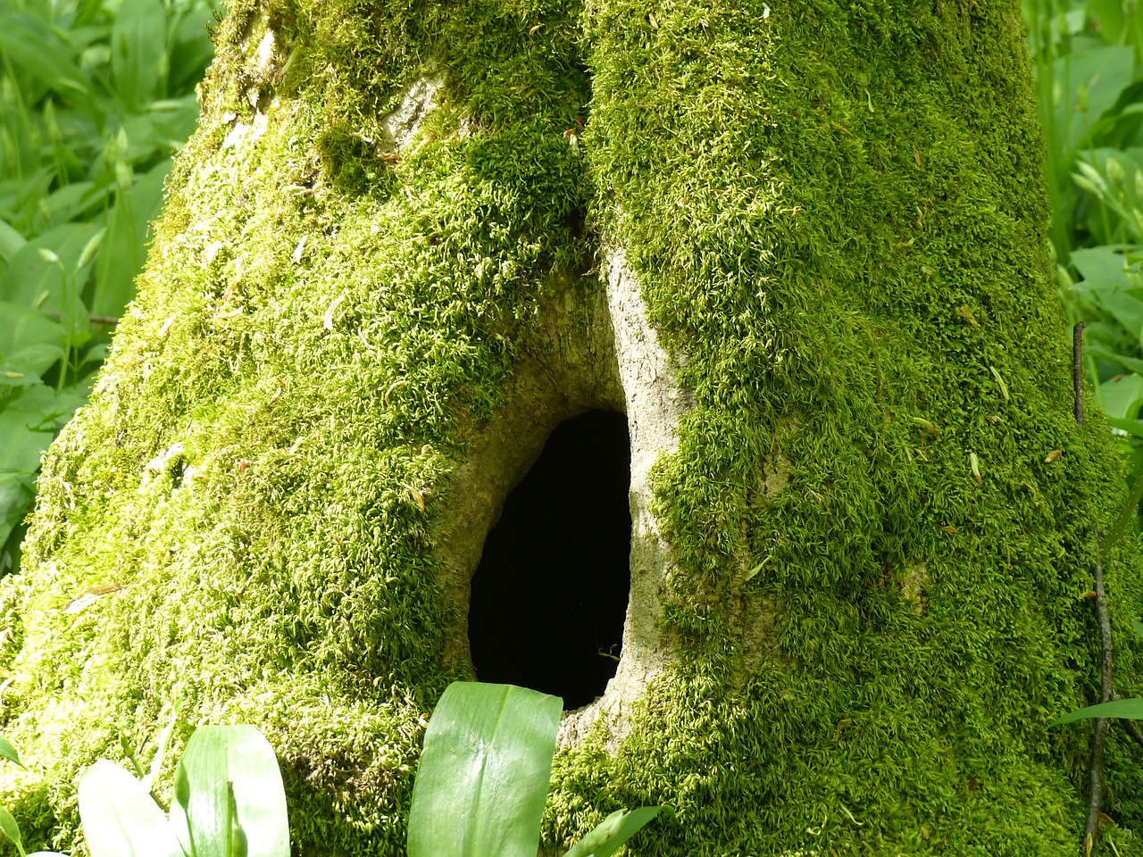 tree trunk holes moss free photo