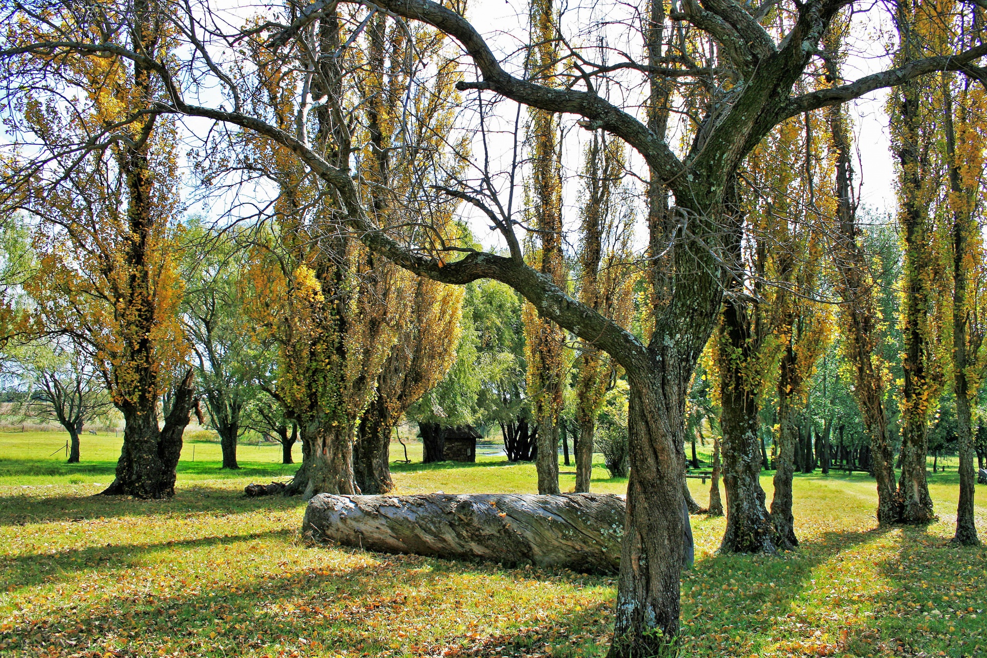 trees poplars trunks free photo