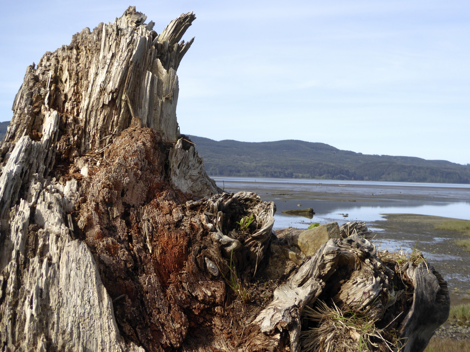 driftwood tree trunk free photo