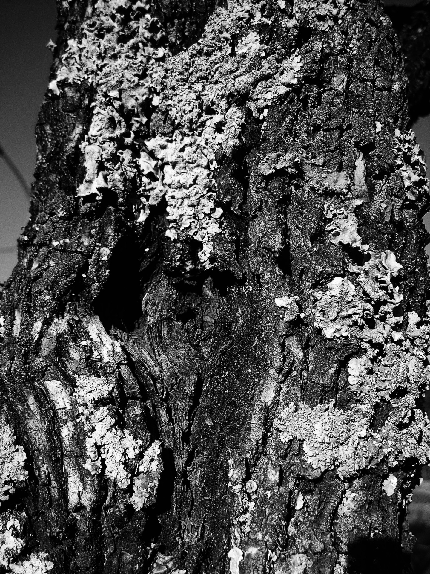 trunk tree bark free photo