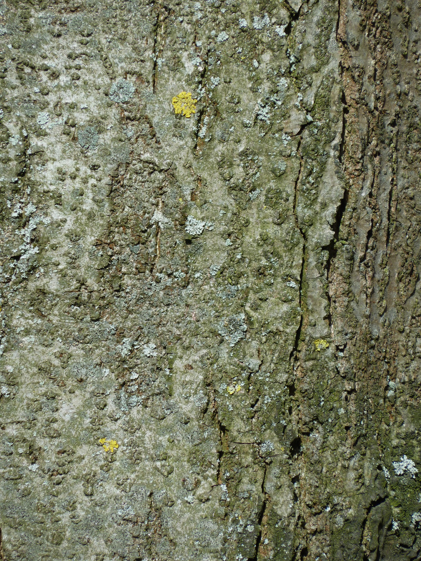 tree trunk pattern tree pattern free photo