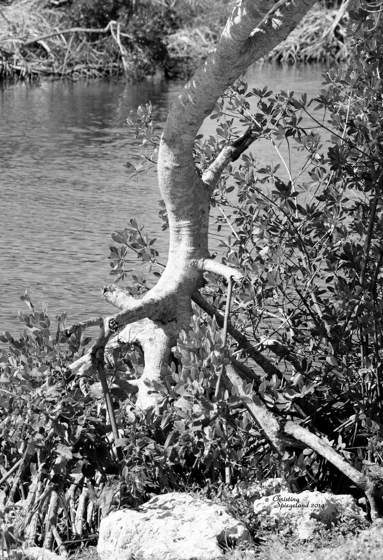 black white tree trunk tree free photo