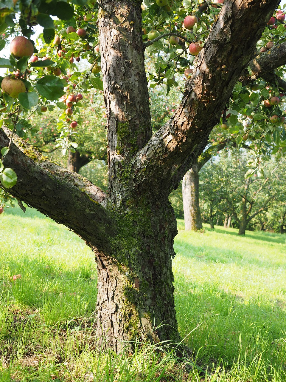 tree trunk stem apple tree fruit free photo