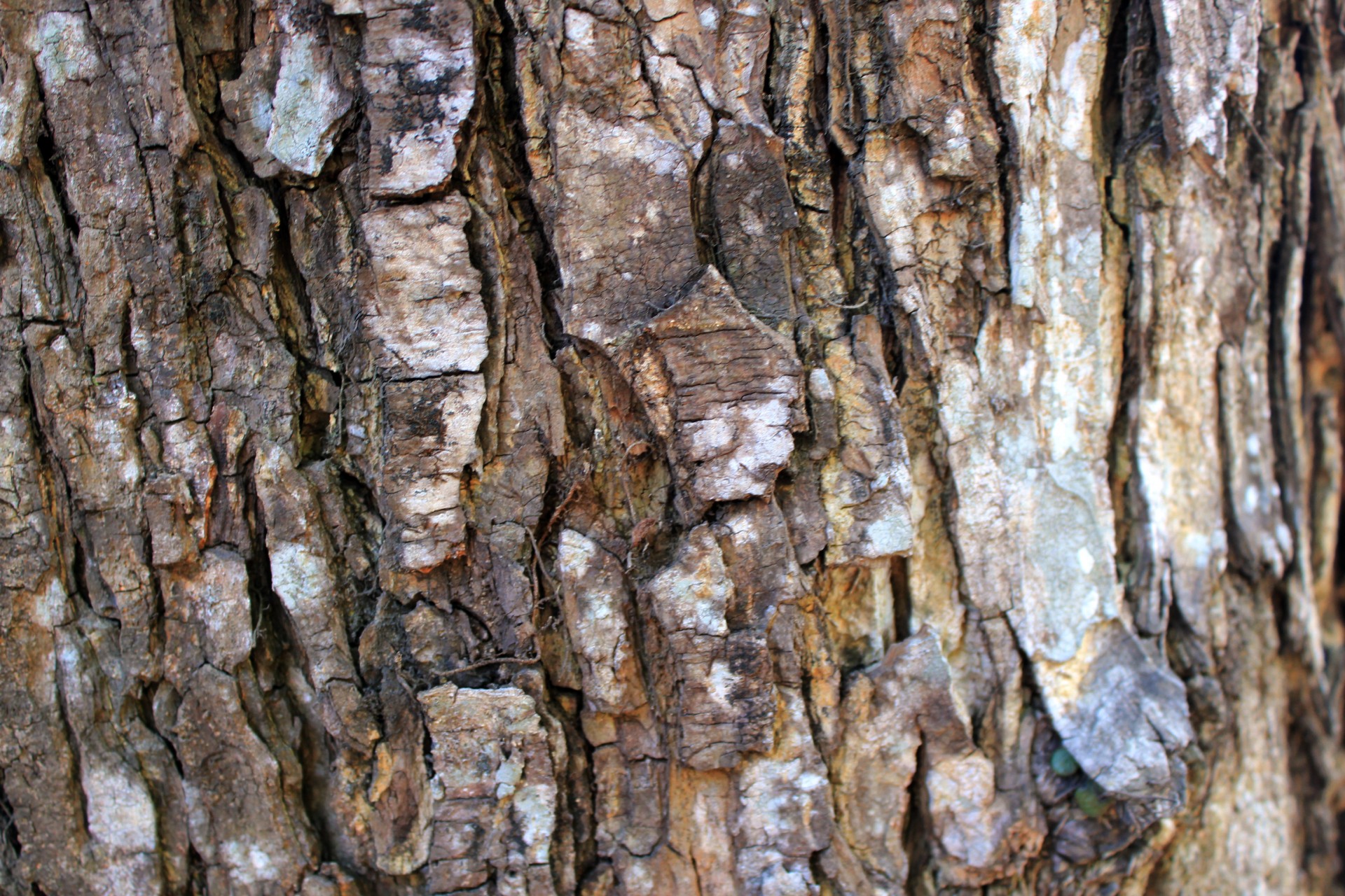 tree trunk texture tree trunk free photo