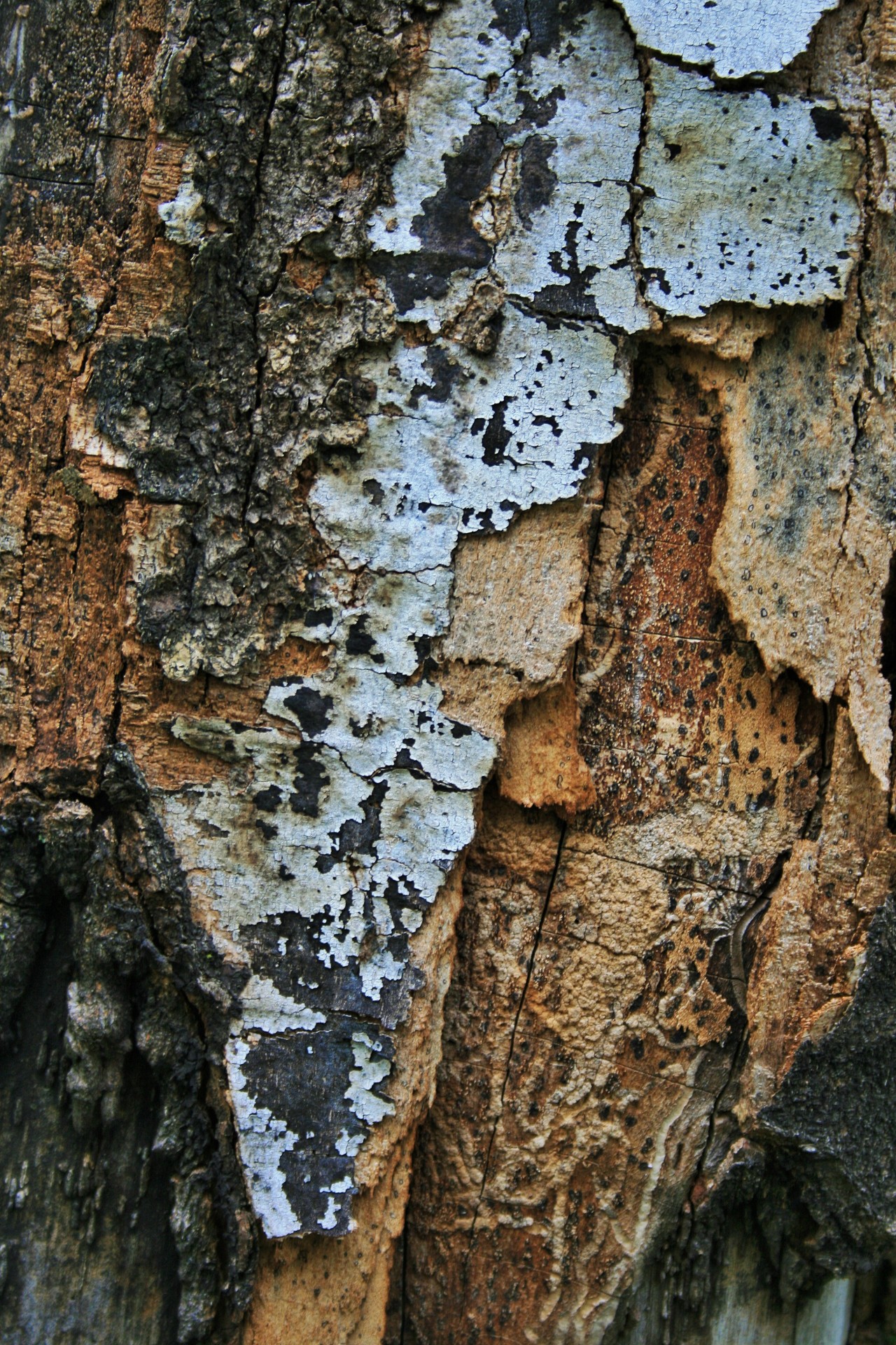 bark dead decaying free photo