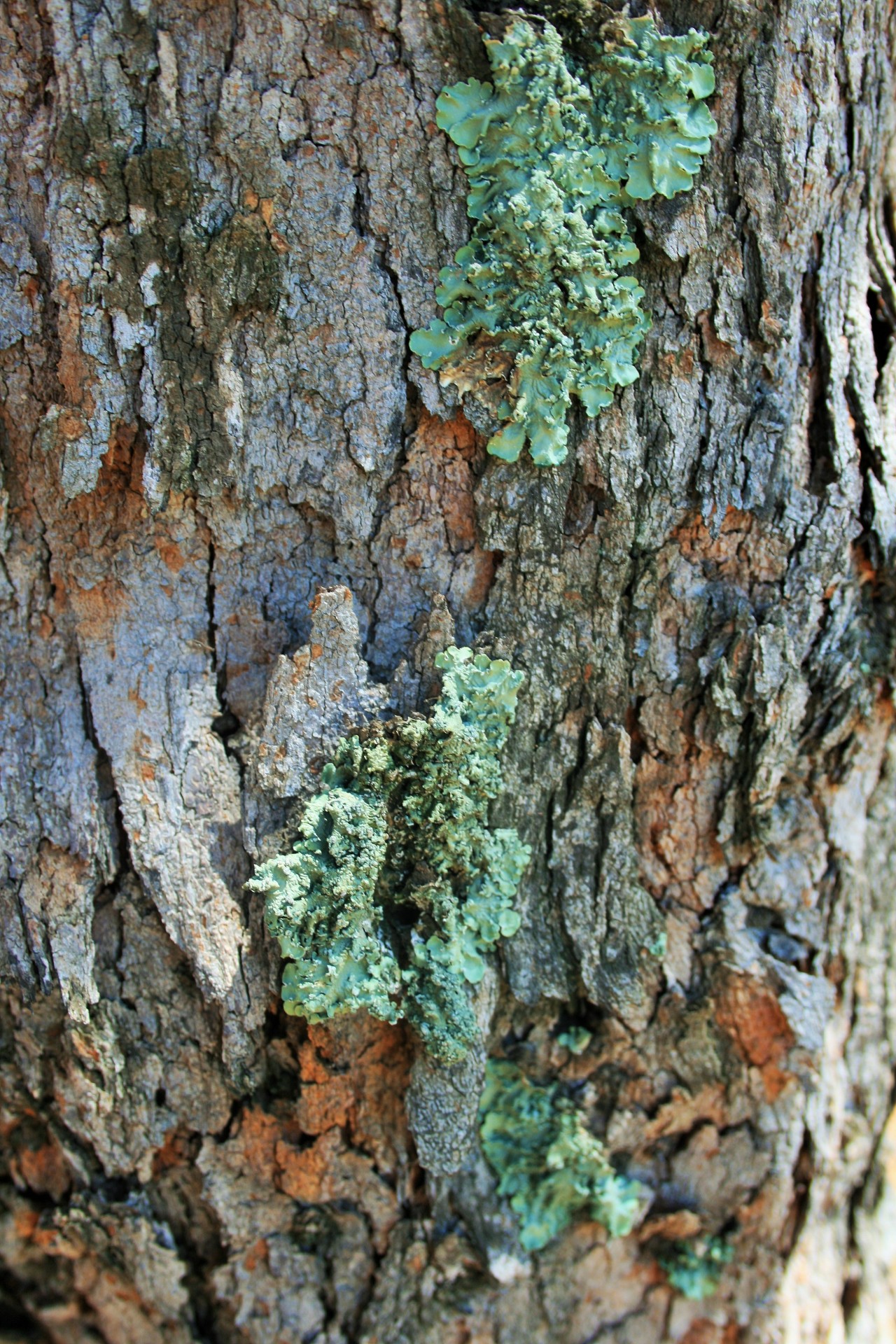 tree trunk lichen free photo