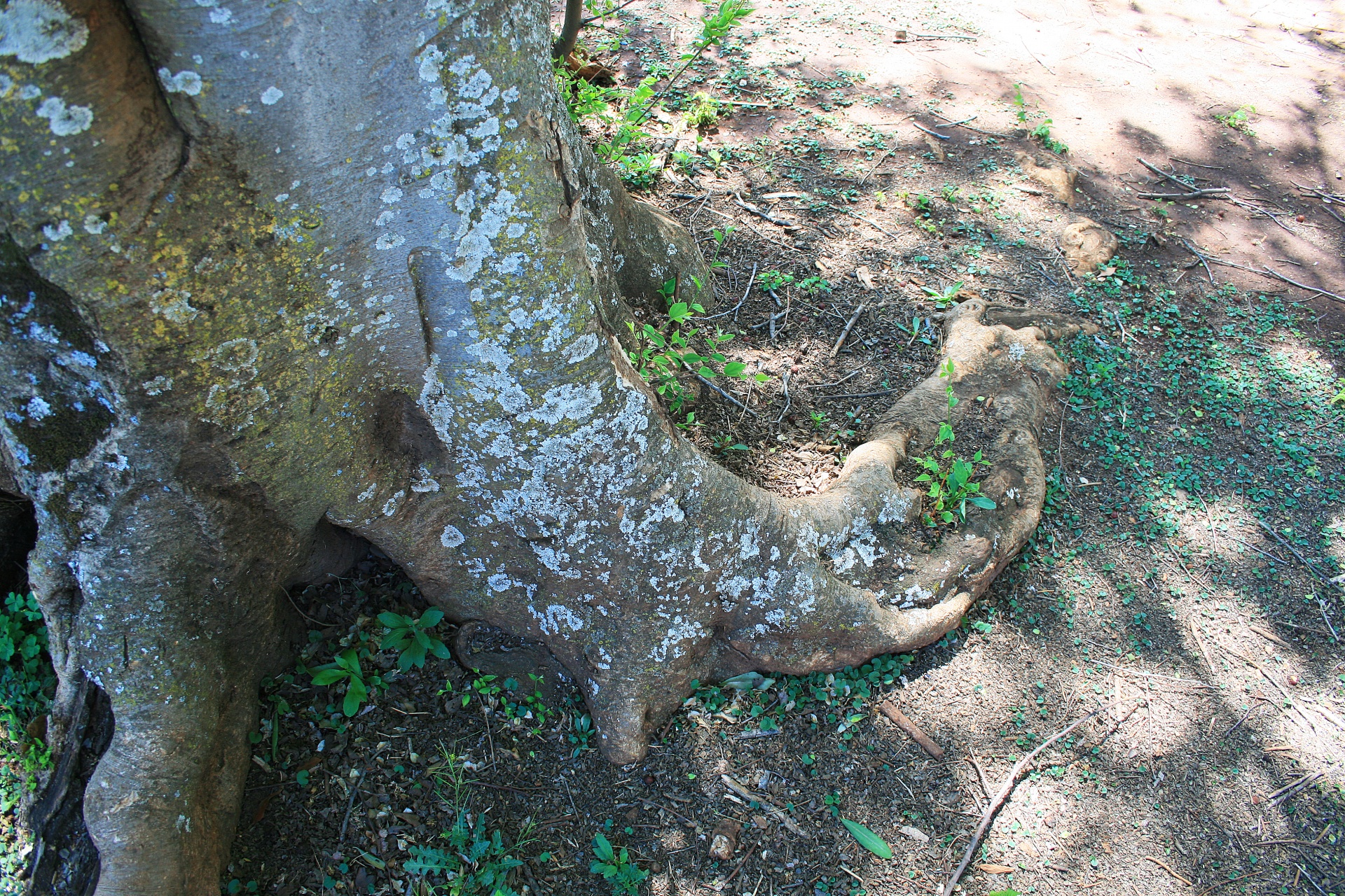 tree trunk large free photo