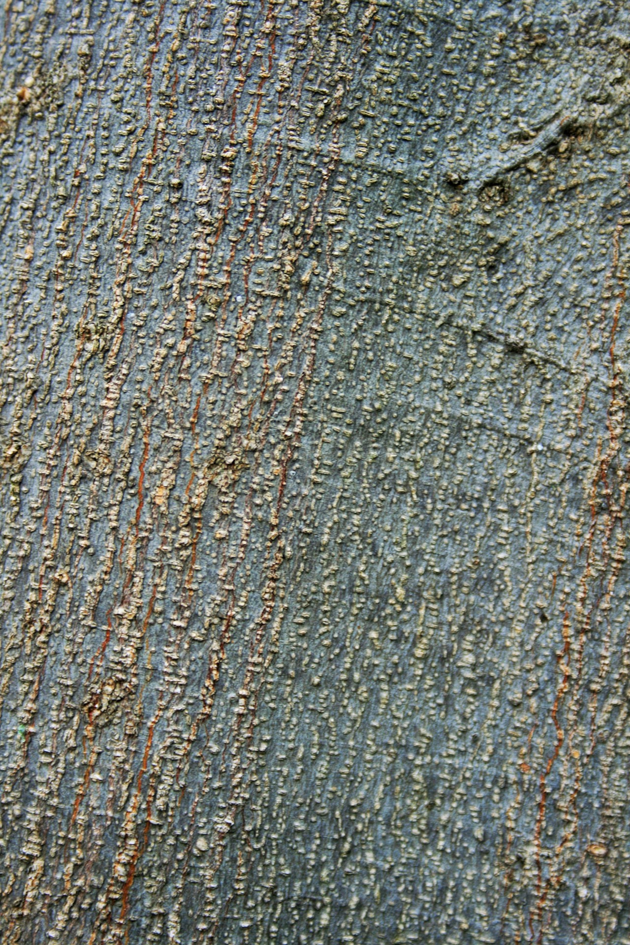 trunk bark texture free photo
