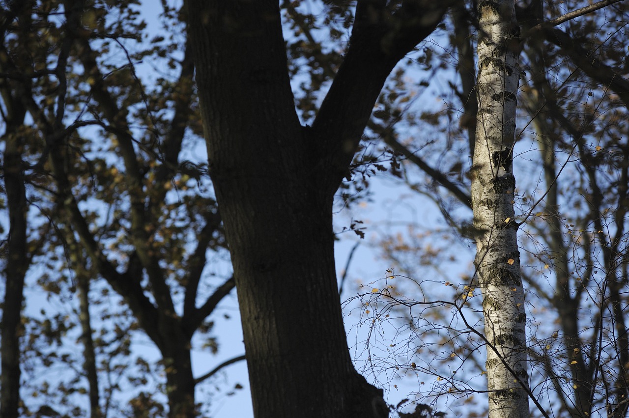 tree trunks forest branches free photo