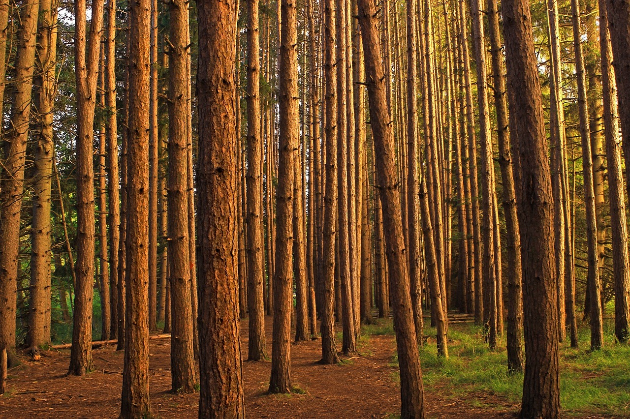 tree trunks red pine plantation free photo