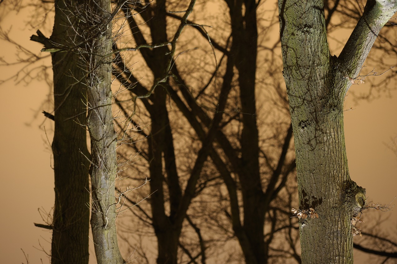 tree trunks branches winter free photo