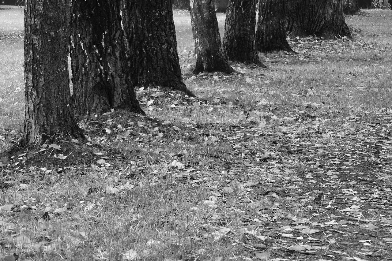 tree trunks alley path free photo