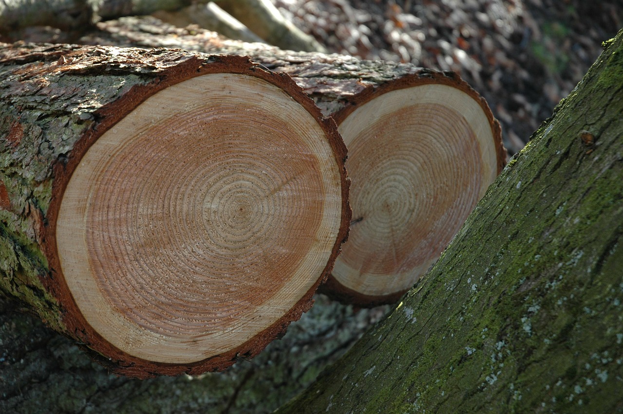 tree trunks annual rings wood free photo
